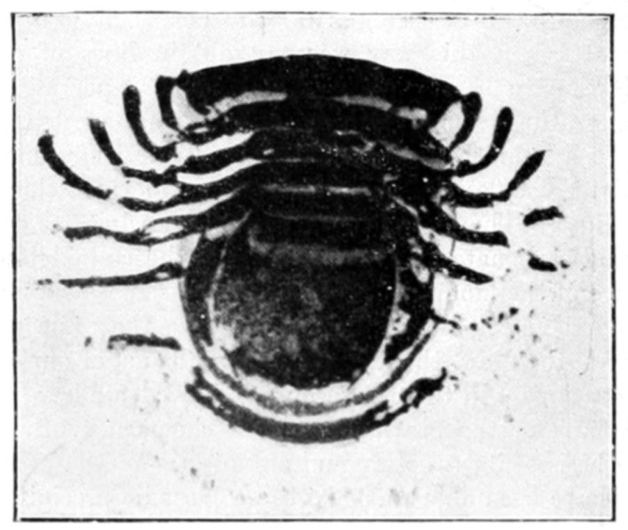 Fig. 18.