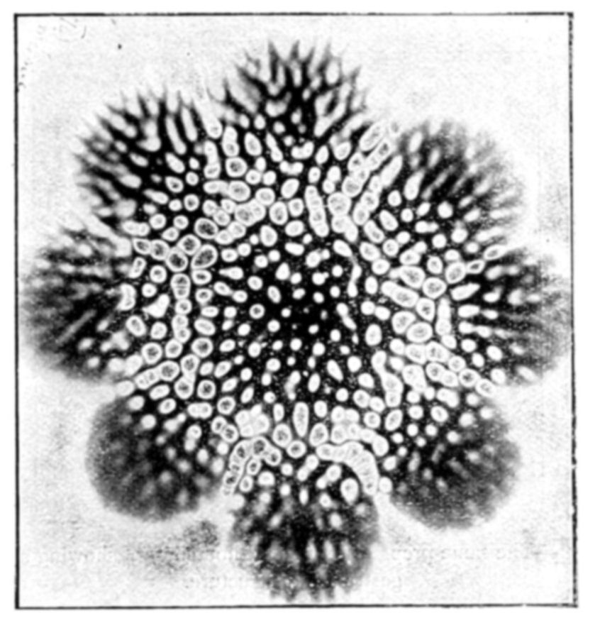 Fig. 24.