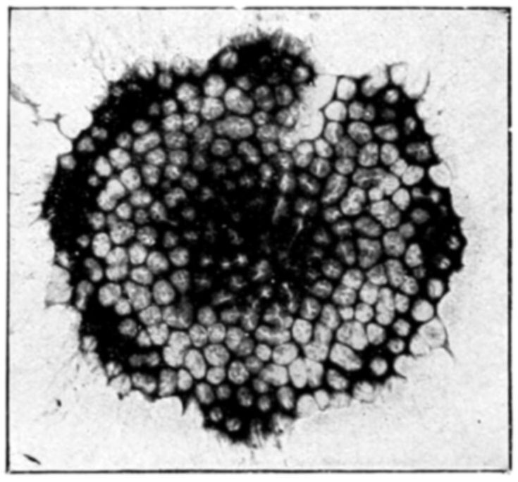 Fig. 25.