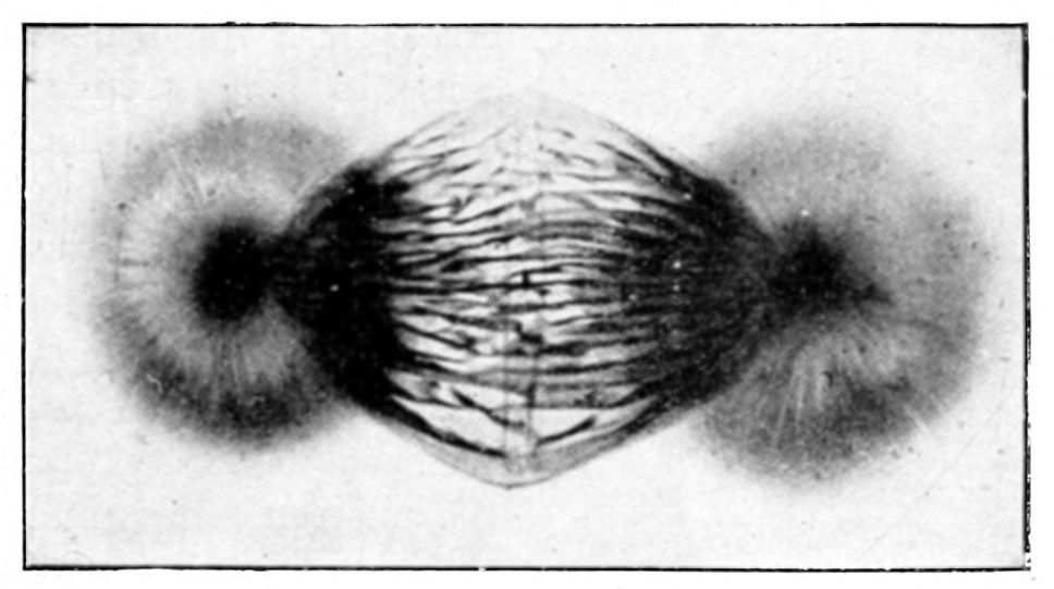 Fig. 31.