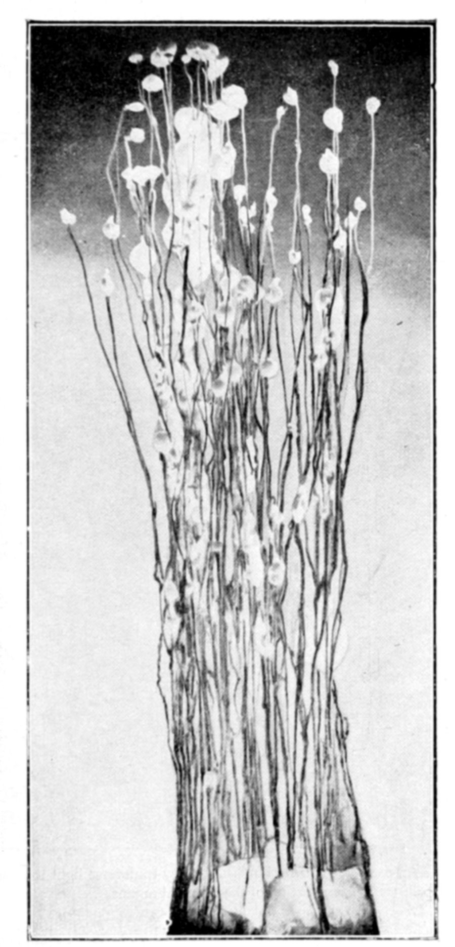 Fig. 38.