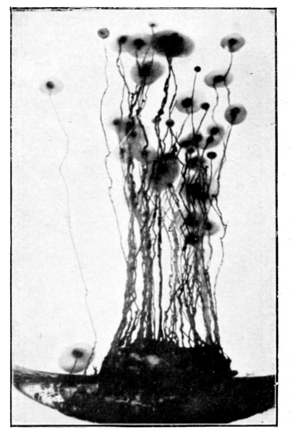 Fig. 39.
