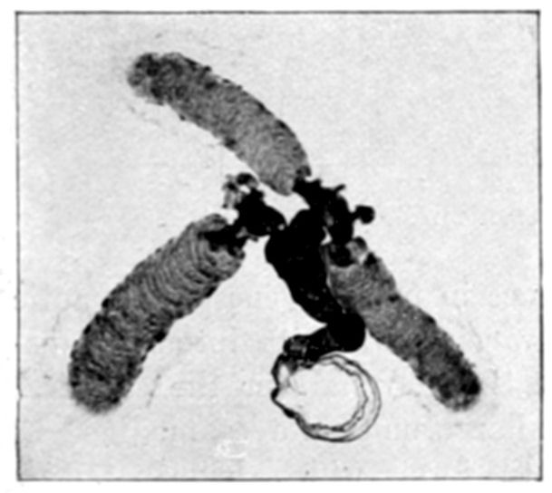 Fig. 41.