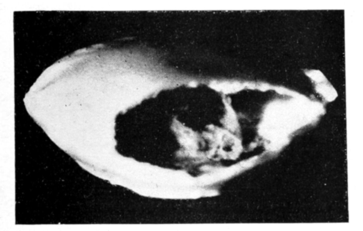 Fig. 47.