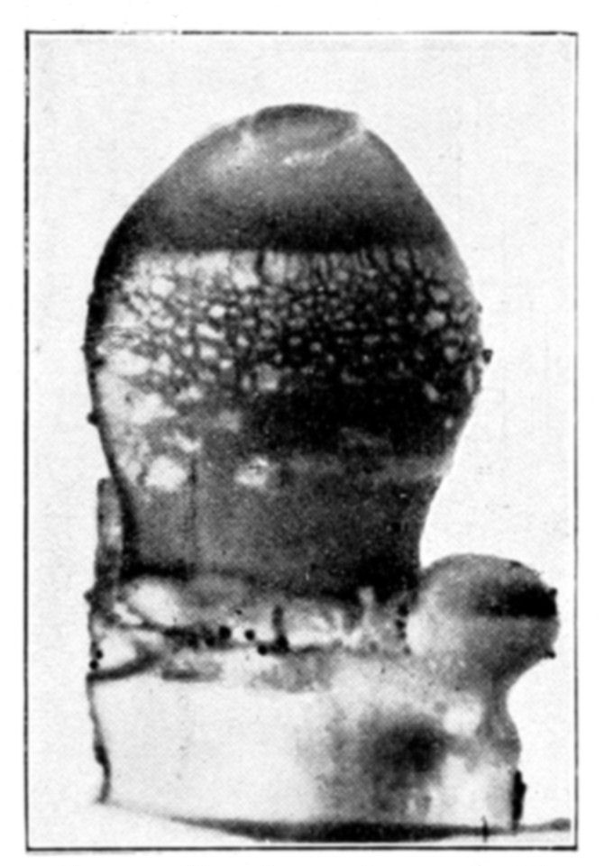 Fig. 49.
