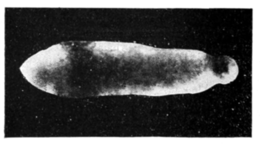 Fig. 50.