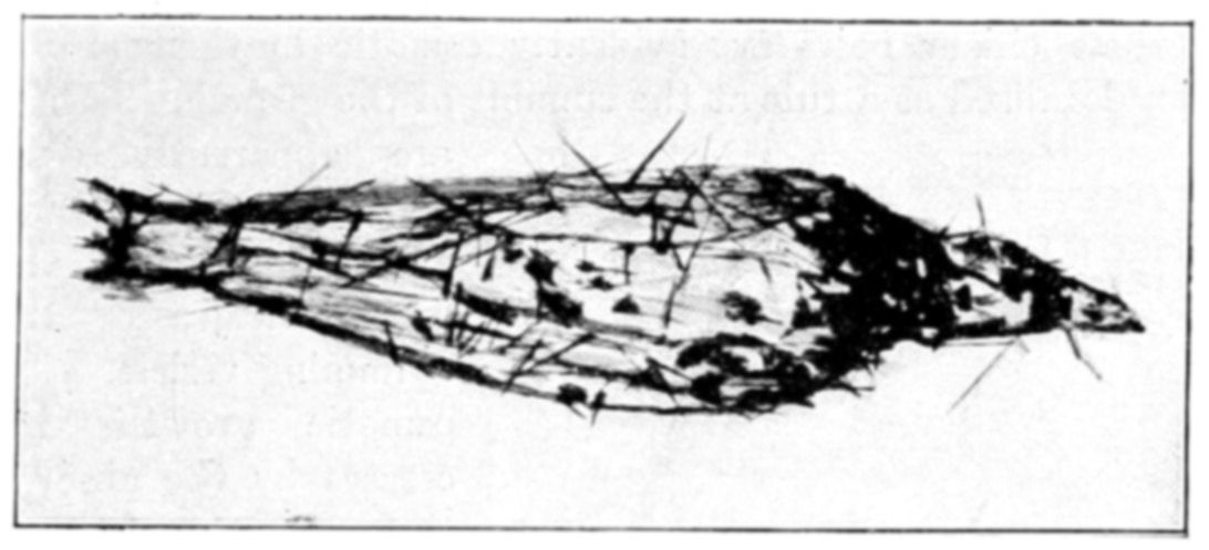 Fig. 52.
