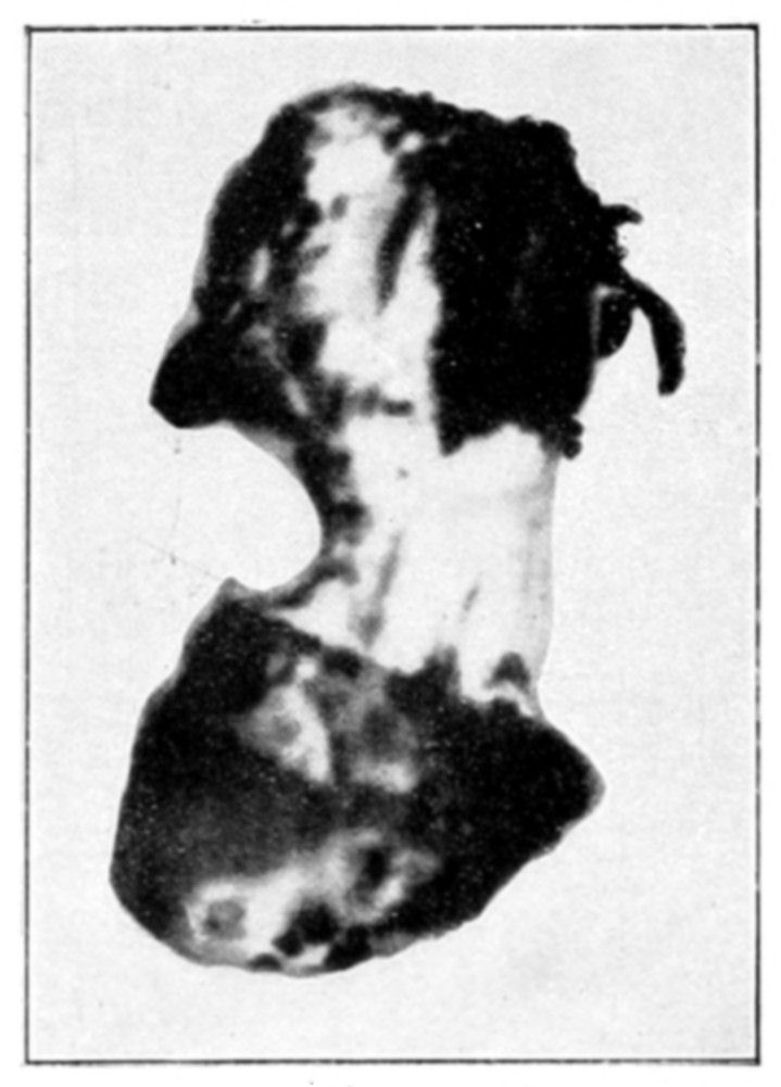 Fig. 54.
