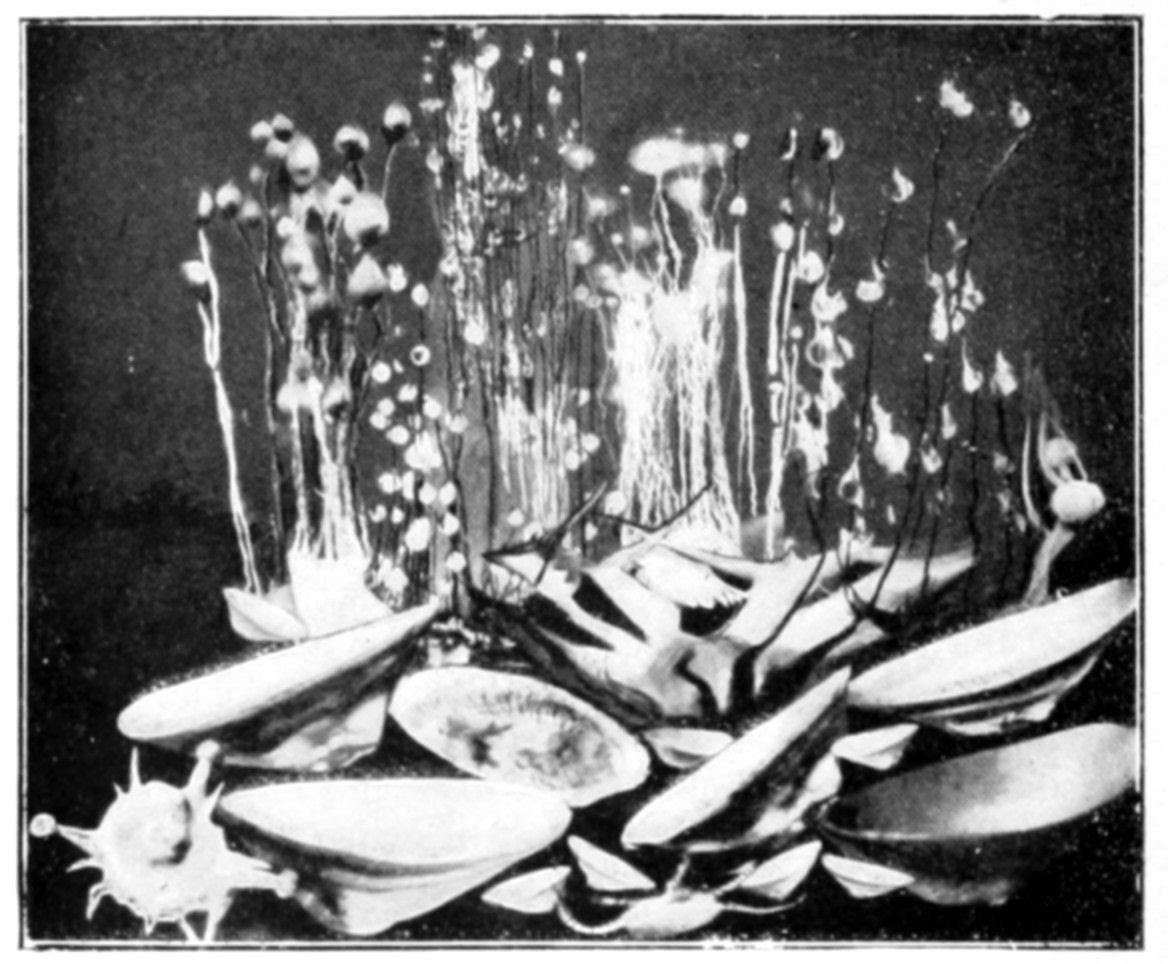 Fig. 61.