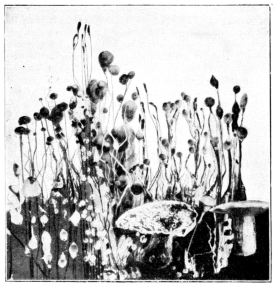 Fig. 62.