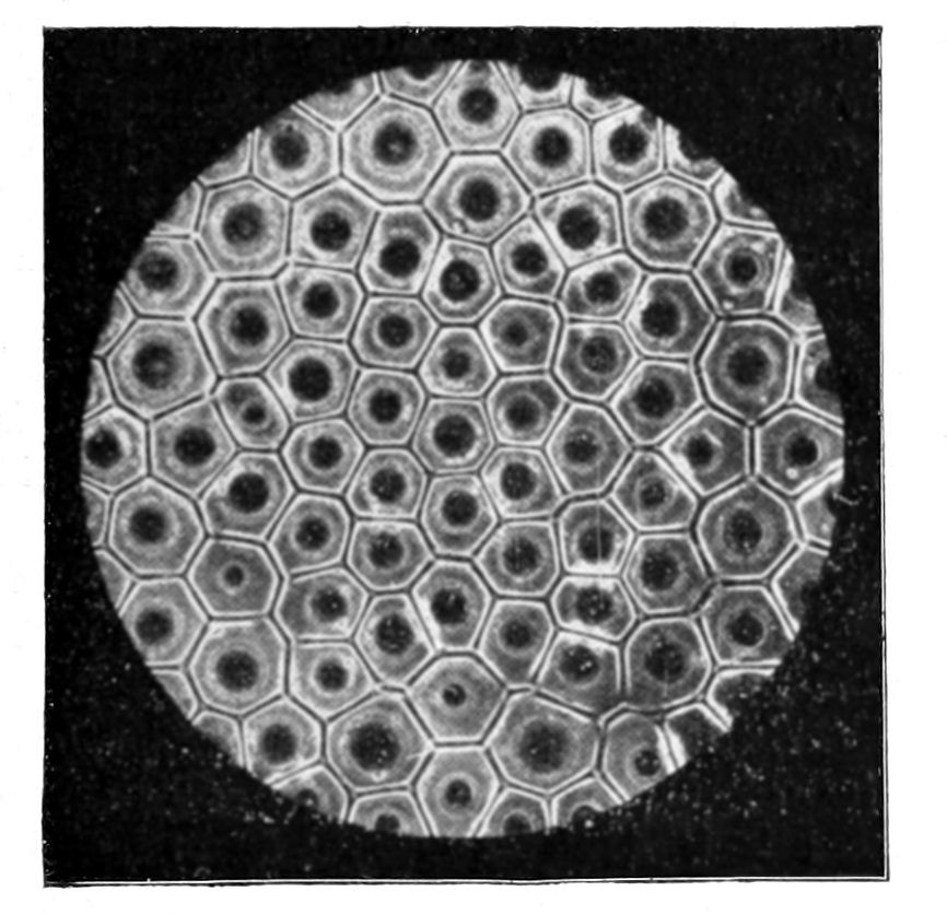Fig. 9.