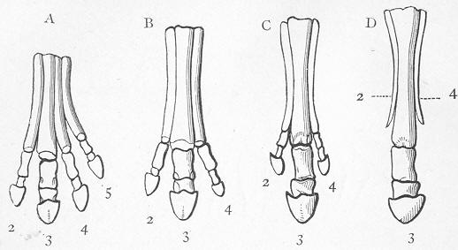 Fig. 230