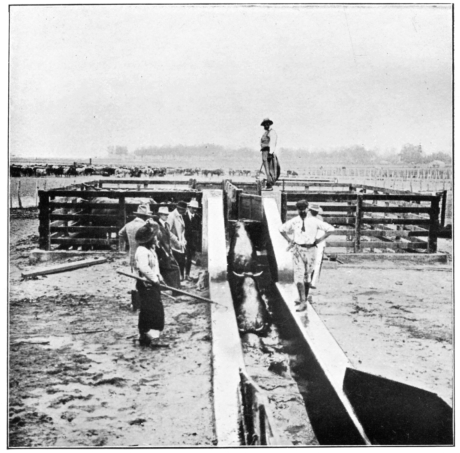 Cattle leaving Dip.