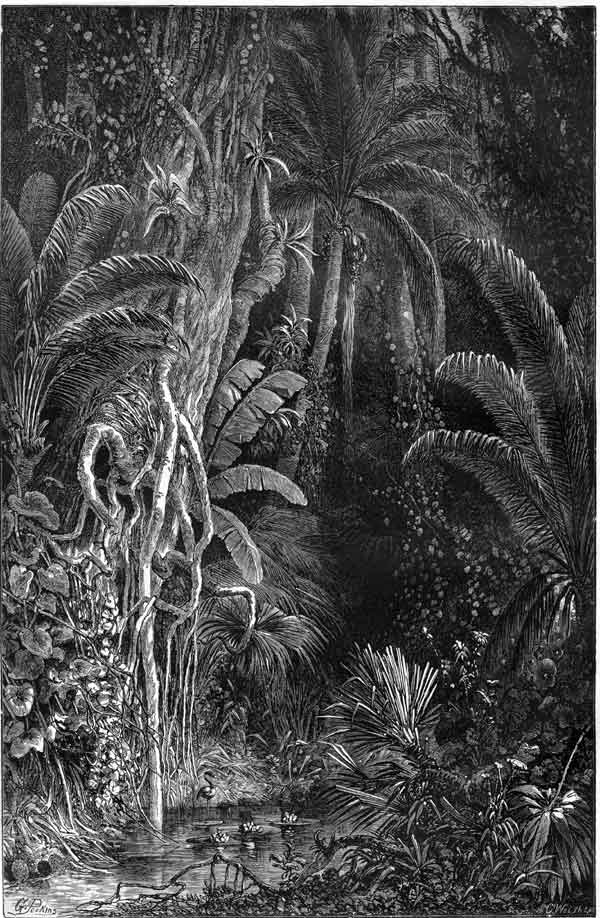 A TROPIC FOREST.—GRANVILLE PERKINS