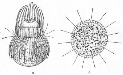 Side and top views of Mesodinium cinctum