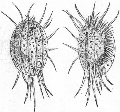 Euplotes charon,
dorsal and ventral aspects