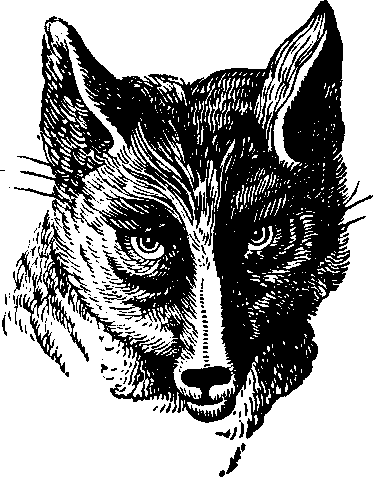 Illustration:
Fig. 75. Sly Reynard