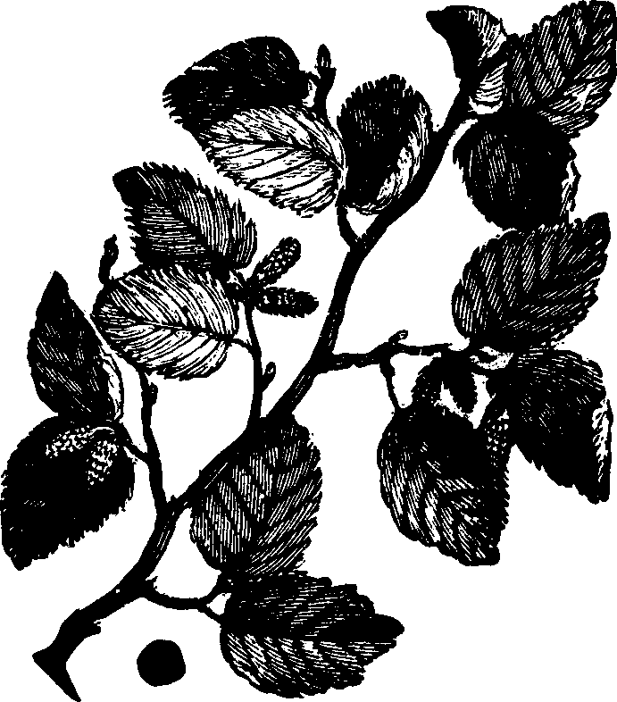 Illustration:
Fig. 113. Tag Alder. 