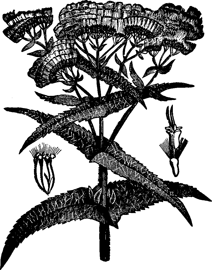 Illustration:
Fig. 119. Boneset. 