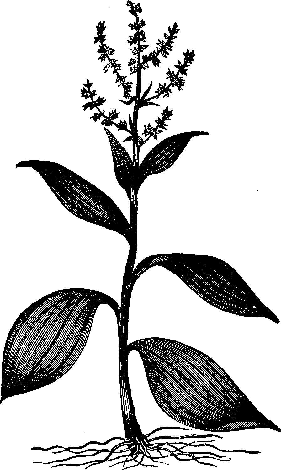 Illustration:
Fig. 137. American Hellebore. 