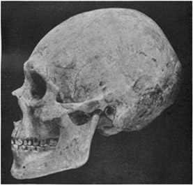 Plate 6b: Profile