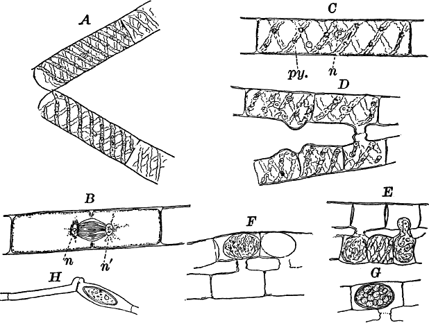 Fig. 18.