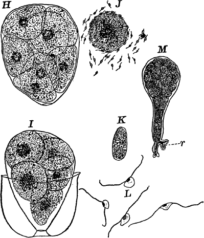 Fig. 27.