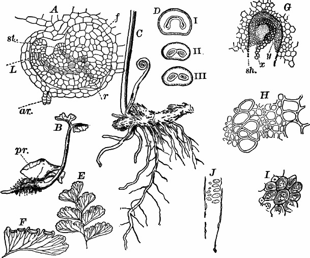 Fig. 67.