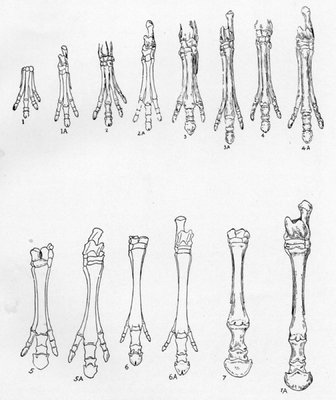 DIAGRAM SHOWING SEVEN STAGES IN THE EVOLUTION OF THE FORE-LIMBS AND HIND-LIMBS OF THE ANCESTORS OF THE MODERN HORSE, BEGINNING WITH THE EARLIEST KNOWN PREDECESSORS OF THE HORSE AND CULMINATING WITH THE HORSE OF TO-DAY