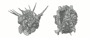 Fig. 2.

The cocoons of Larinus maculatus, called in Turkish Tréhala.