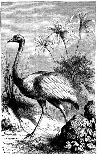 SOUTH AMERICAN OSTRICH