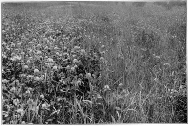 Red clover on limed and unlimed land.