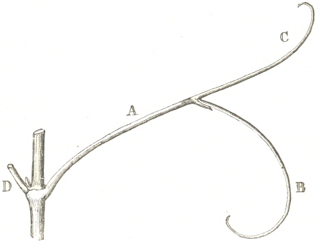 Fig. 9.  Tendril of the Vine.  A.  Peduncle of tendril.  B.
Longer Branch, with a scale at its base.  C.  Shorter branch.  D.
 Petiole of the opposite leaf