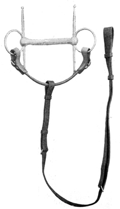 Standing Martingale attached to rings of the
Snaffle.