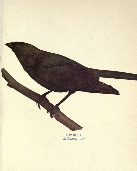 Cowbird