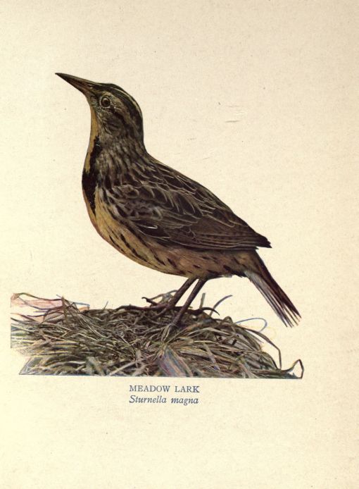 Meadow Lark