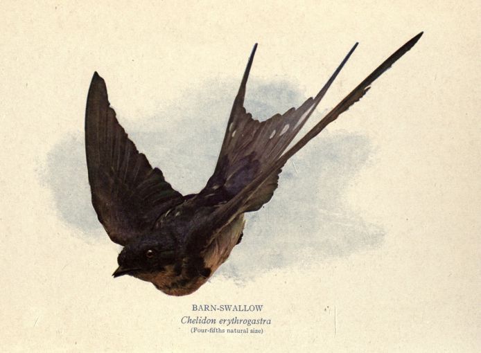 Barn Swallow