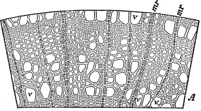 Cross-section of Basswood