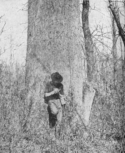 A Large Red Gum