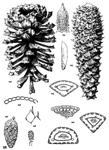 PLATE XXVIII. P. PALUSTRIS (242-246), OCCIDENTALIS
(247-249)