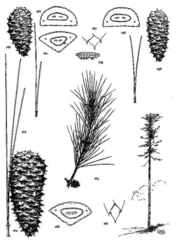 PLATE XXX. P. GLABRA (256-259), ECHINATA (260-263),
TAEDA (264-267)