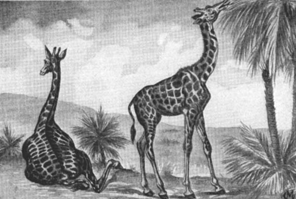 Giraffes