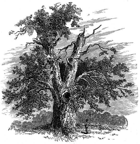 Illustration: GLENDOWER'S OAK.