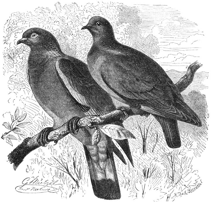 1) Woudduif (Columba palumbus), 2) Kleine Boschduif (Columba oenas). ⅓ v. d. ware grootte.