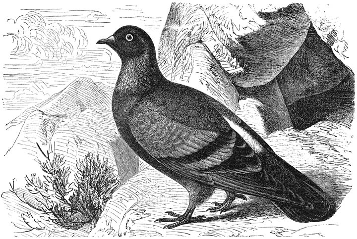 Rotsduif (Columba livia). ½ v. d. ware grootte.