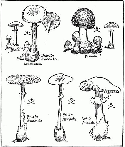 Aramintas