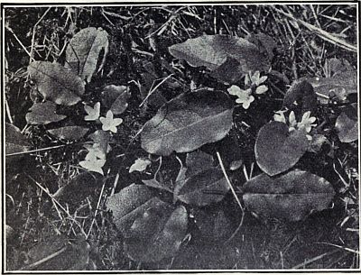 TRAILING ARBUTUS