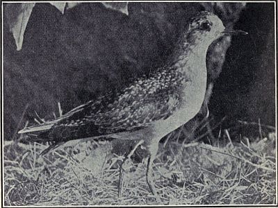 GOLDEN PLOVER