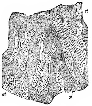 Fig. 337. Coffee. Spermoderm in surface view. st. sclerenchyma; p, compressed parenchyma. x160. (Moeller)