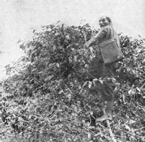 Native Picking Coffee, Sumatra